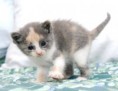 /album/fotogaleria/fotos-gatitos-imajenes-gatos-fotografias-gatas-imagenes-mininos-jpg/