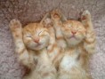 /album/fotogaleria/gatita5-jpg/