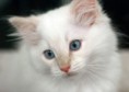 /album/fotogaleria/imajen-gatitos-fotografias-gatos-imagenes-gatas-fotos-mininos1-jpg/