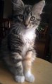/album/fotogaleria/imajen-gatitos-fotografias-gatos-imagenes-gatas-fotos-mininos2-jpg/