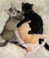 /album/fotogaleria/tricolor-gatos-jpg/