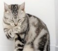 /album/fotogaleria/gato-american-wirehair-9-2-8-jpg1/