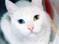 /album/fotogaleria/gato-khao-manee-4-2-jpg1/