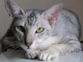 /album/fotogaleria/gato-oriental-pelo-largo-jpg1/