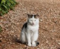 /album/fotogaleria/gato-rabon-japones-jpg1/