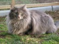 /album/fotogaleria/gato-silvestre-bosque-noruega-jpg1/