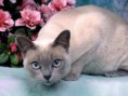 /album/fotogaleria/gato-tonquines-7-3-jpg1/