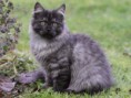 /album/fotogaleria/raza-gato-aleman-de-pelo-largo-jpg1/